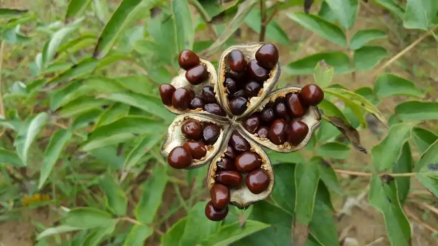 "考察"油用牡丹