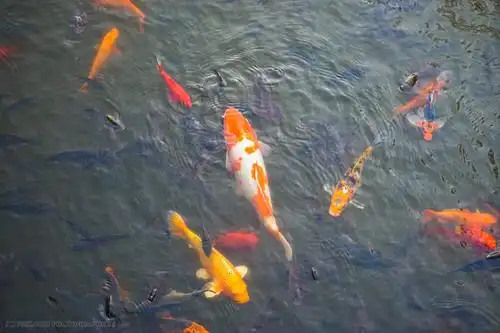 湖水中的金鱼锦鲤 动物 自然 湖水 水 户外 鱼 游泳 金鱼 池塘 锦鲤