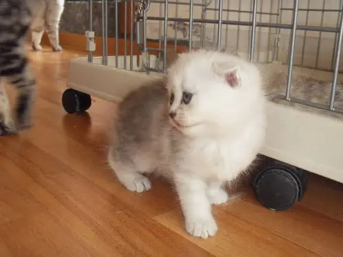 出售苏格兰折耳猫幼猫1-2个月