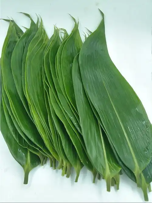 新鲜粽叶粽子叶买二song一新鲜大粽叶鲜棕叶野生粽子叶竹叶廖叶真空