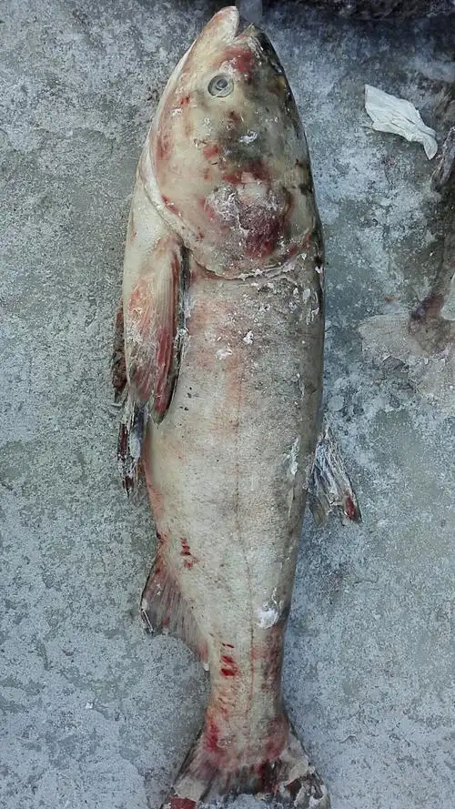 查干湖野生胖头鱼