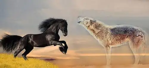 狼行千里吃肉马行千里吃草震撼了我