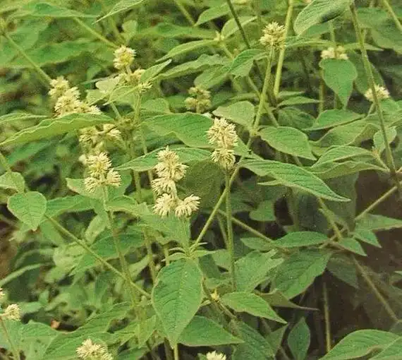 每日识一味药材———川牛膝.川牛膝其味甘,微苦,平,归肝,肾 - 抖音