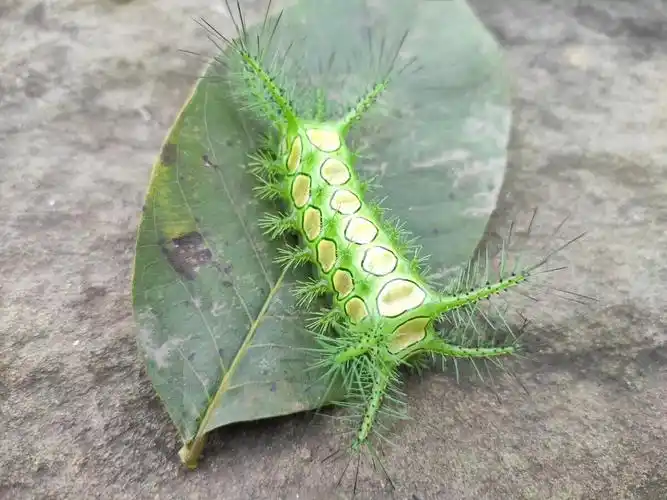 凌晨十一点2021年1月7日1129关注八角丁昆虫摄影圈子