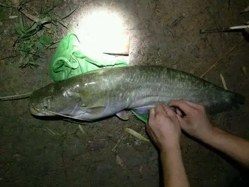 夜钓本地土鲶,据说鲶鱼炖茄子,撑死老爷子!