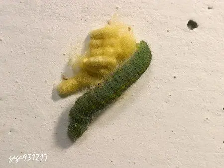 茧蜂-上海白蚁防治中心|上海杀虫公司|上海灭鼠公司|上海除蟑螂公司