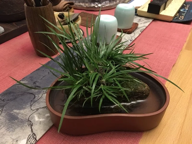 天然附石菖蒲香味草虎须龙须水培绿植物盆景绿植