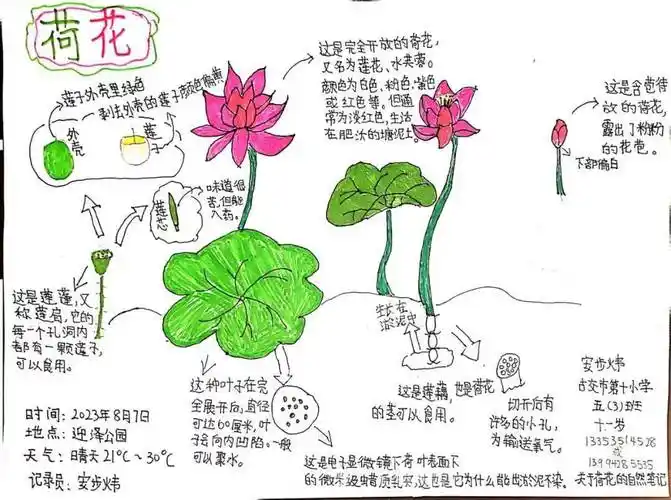 太原市-古交十小-安步炜-关于荷花的自然笔记太原市-恒大御景湾小学校