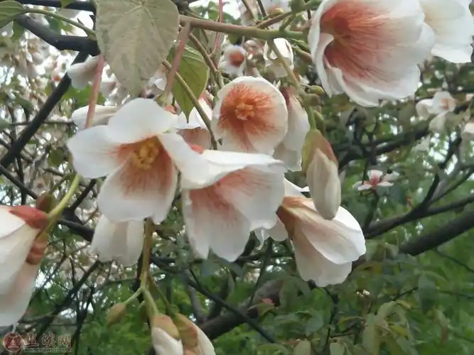 难怪天气冷,在冻桐子花
