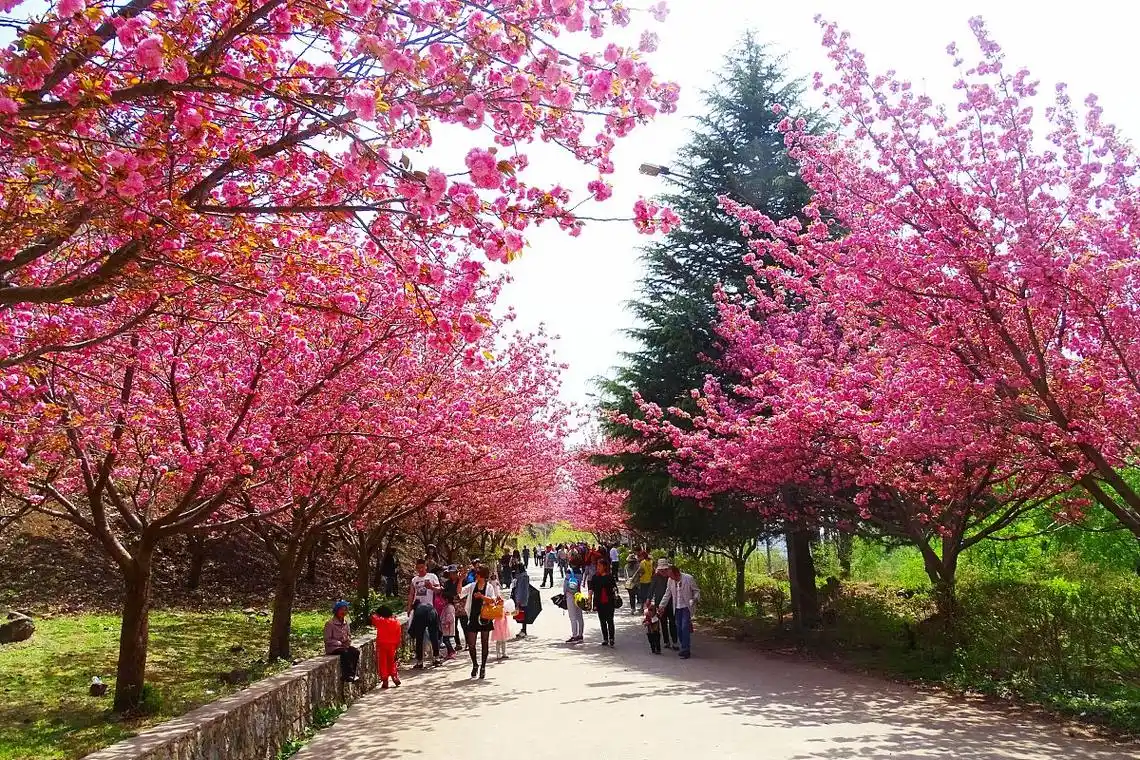 南阳看樱花的地方樱花乐园樱花山庄景美花多游走花的海洋