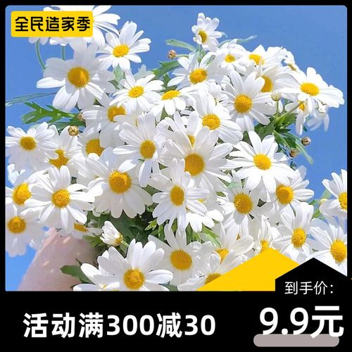 玛格丽特花籽四季花种子木春菊进口春季阳台庭院菊花玛格丽特种孑