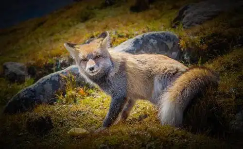 一只小狐狸 动物 五台山 狐狸 东台 南台 西台 北台