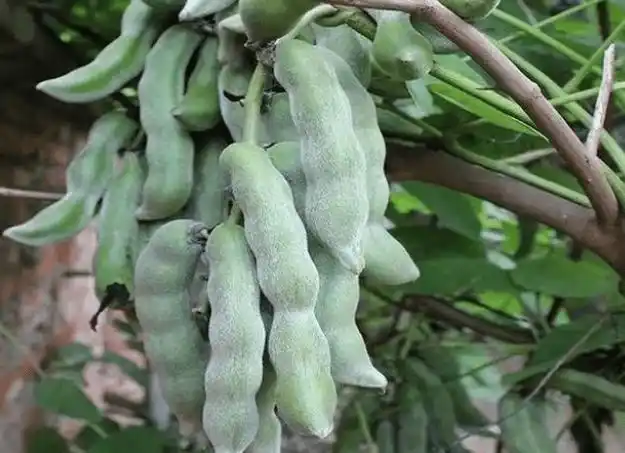 俗称"虎爪豆",全株有毒却是客家人爱吃的家常菜,4月别忘种点_种植