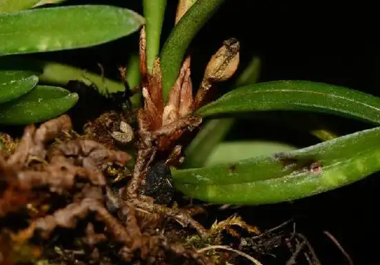 p>牛角兰(学名: i>ceratostylis hainanensis  /i> z. h.