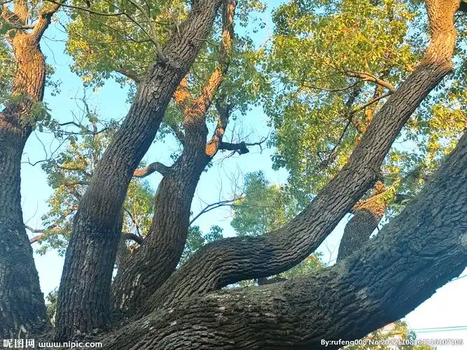 键 词:香樟树 樟树 老树 大树 樟树树干 树