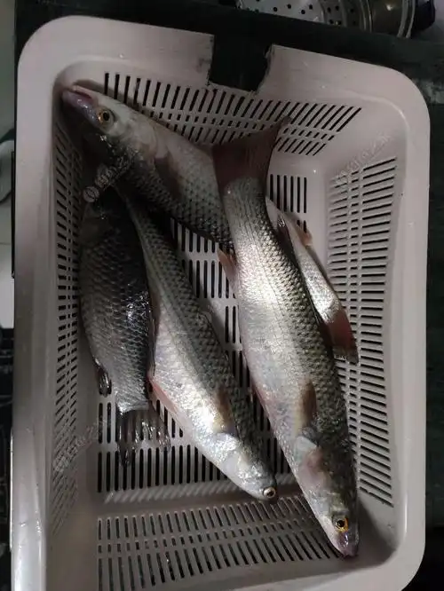 钓的梭鱼太难吃了,土腥味巨大怎么弄?