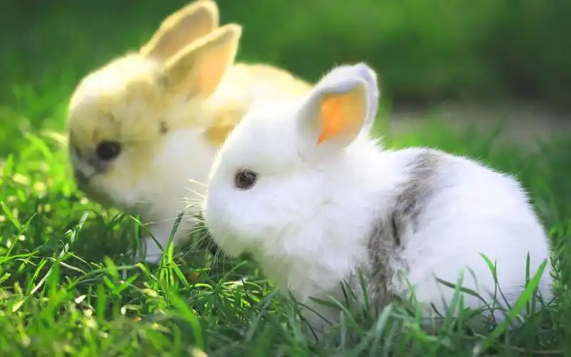 呆萌可爱双胞胎宠物图片桌面壁纸高清大图预览1920x1200_动物壁纸下载