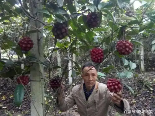 贵州农民张宗辉,人工种植黑老虎十余年,如今成了致富果