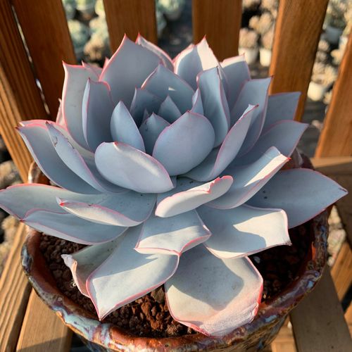 大棚直销大株控养超仙薄叶多肉植物广寒晚霞多肉植物