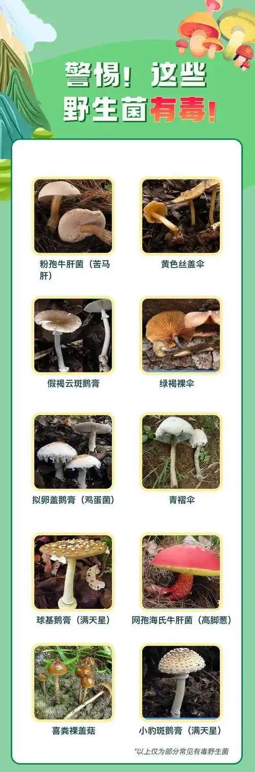 特别提醒致命毒蘑菇高发季路边蘑菇不要采