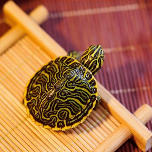 易萌 大河甜甜圈龟活物鱼缸混养深水龟乌龟活体宠物观赏龟小乌龟 5