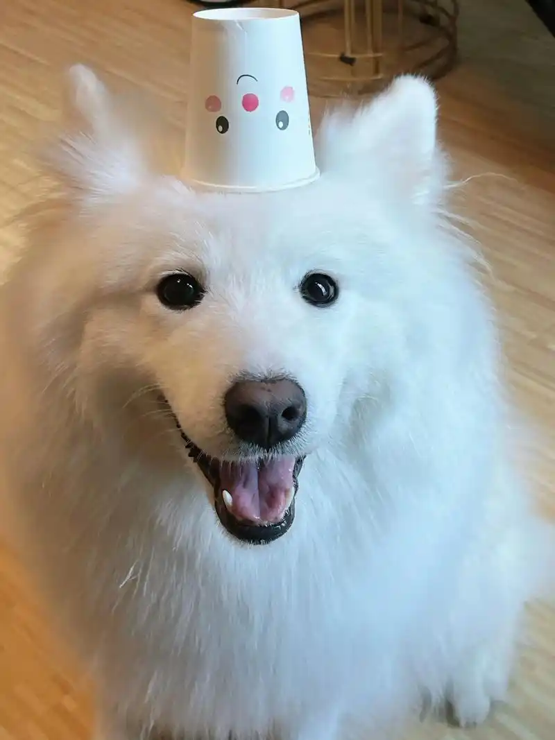 用纸杯做帽子🧢的小狗,带领全村小狗做环保♻️