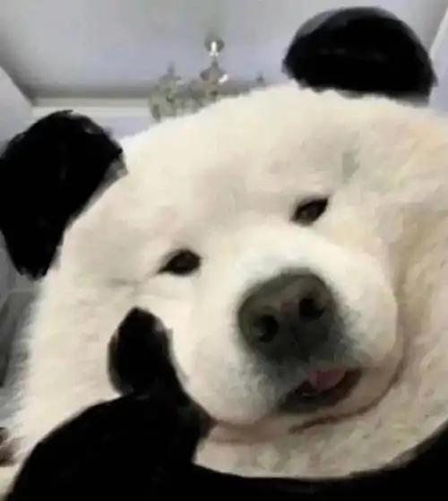 (狗狗托腮) - 狗狗托腮表情包_斗图_托腮表情 - 发表情 - fabiaoqing.