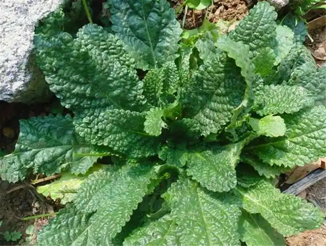 【雪见草的选方】1, 治咳血,吐血,尿血:鲜雪见草根五钱至一两,瘦猪肉