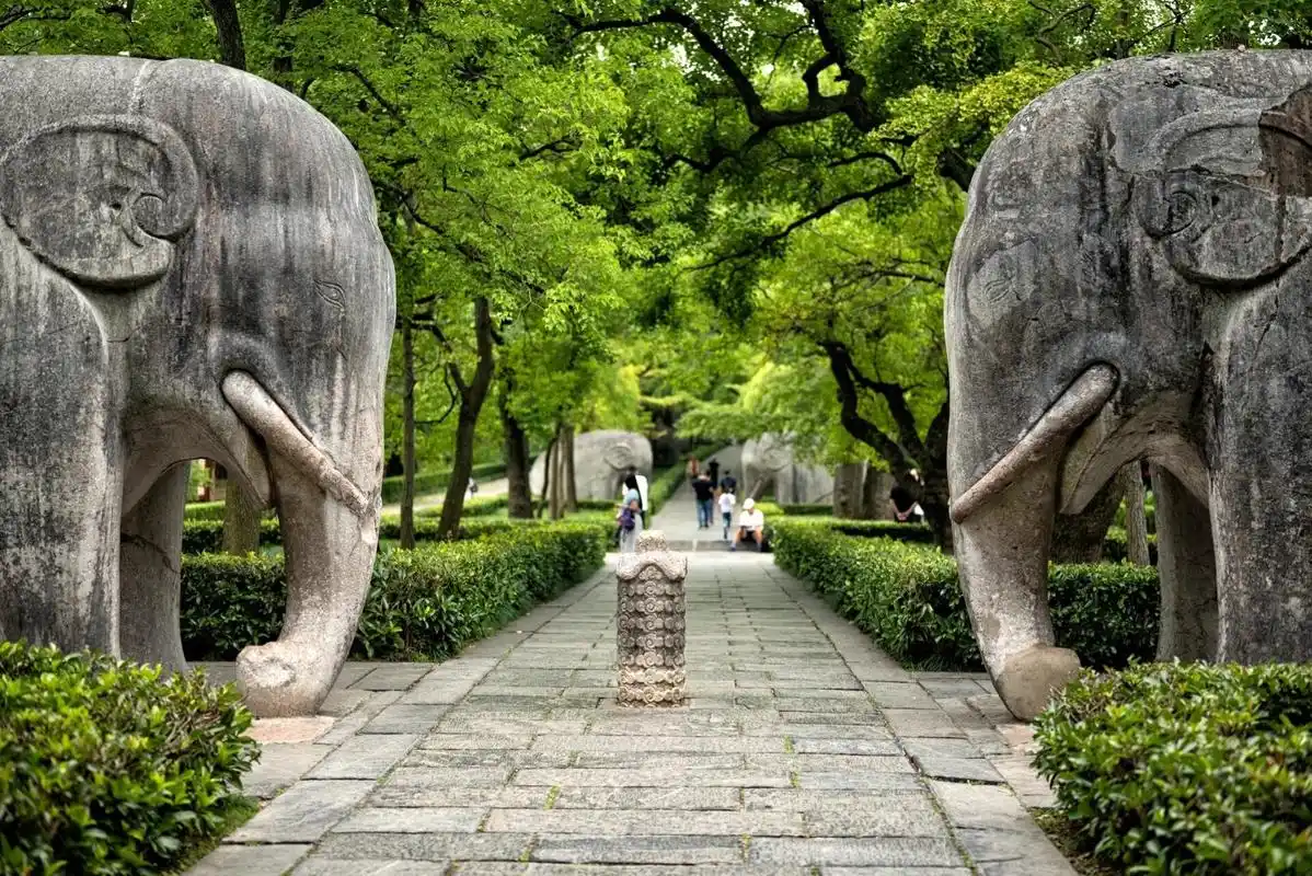 明孝陵 | 一定要在人少的时候来石象路神道 夏天没光的石像路都很美了