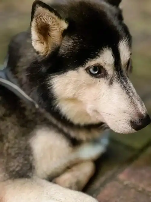 两岁多的哈士奇 因为换工作的原因,没有时间可以 - 抖音