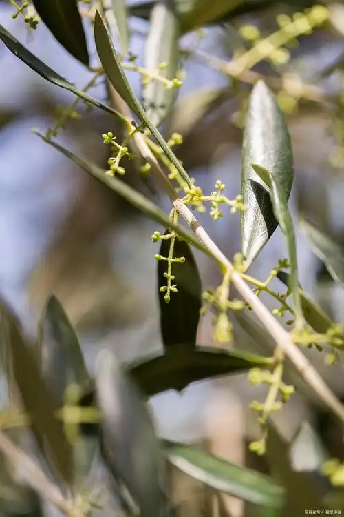 竹子开花意味着什么?