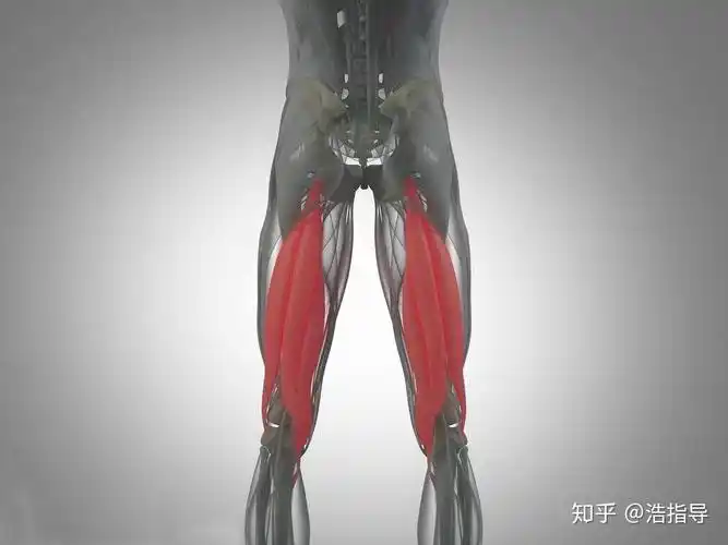 目标肌群:大腿后侧肌肉(腘绳肌)动作名称:俯卧位后勾腿训练.