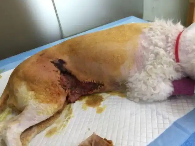 病例分享一例大面积撕裂伤感染的病例诊疗