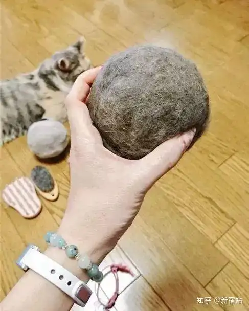 晒出自家猫毛球的日本人