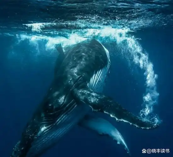 深海巨兽:为什么深海生物会演化成巨型生物?