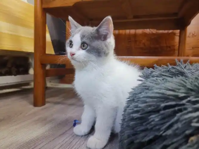 自己家养英短蓝白弟弟出售,品相完美,包健康,现在满俩个月了,随时可以