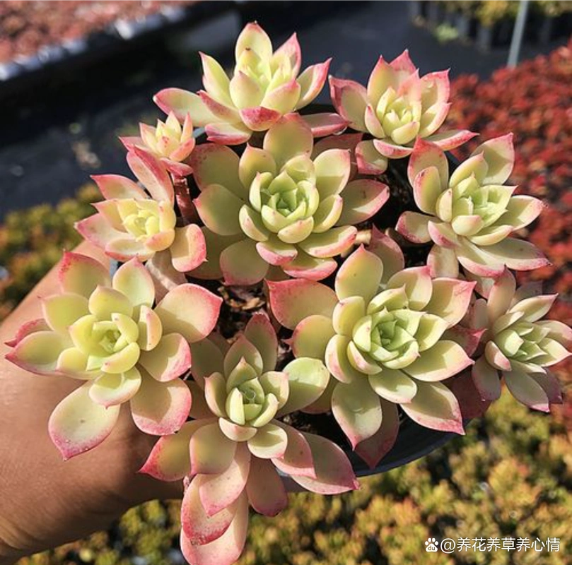 多肉三色堇,掌握2多1少1招,养成手捧花或悬崖桩,比荷花还美