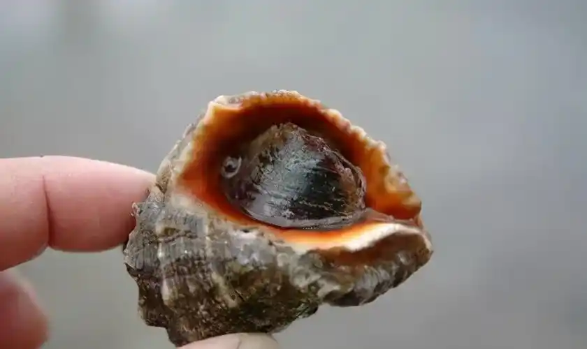 螺的种类_产地最佳食用时间和烹饪手法