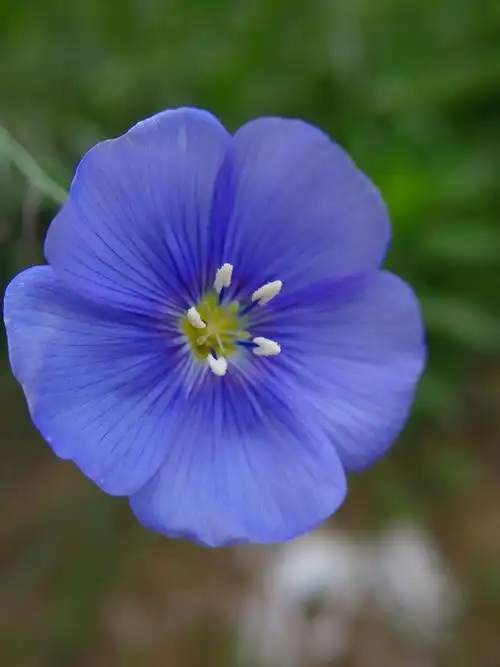 蓝色的宿根亚麻