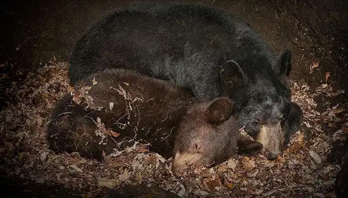 冬眠动物有哪些哪些动物会冬眠
