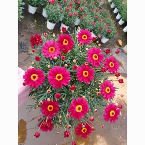 玛格丽特耐寒姬小菊格桑花苗带花带苞庭院阳台室外四季开花绿植