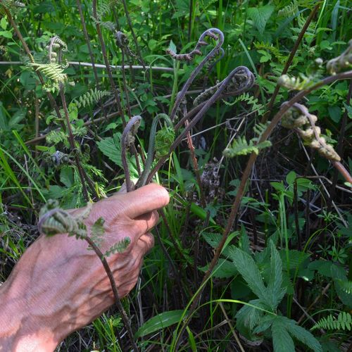 东北特产伊春野生新鲜山猴腿山野菜农家腌制蕨菜其它干货