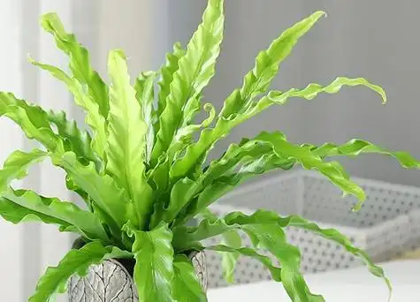 鸟巢蕨多久浇一次水