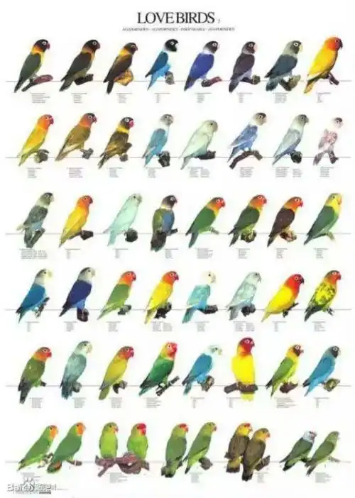 我听说牡丹鹦鹉也有好几种,请问这是哪一种?