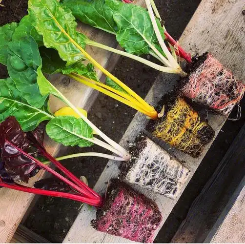 瑞士甜菜的种植方法彩虹牛皮菜菠菜甜菜