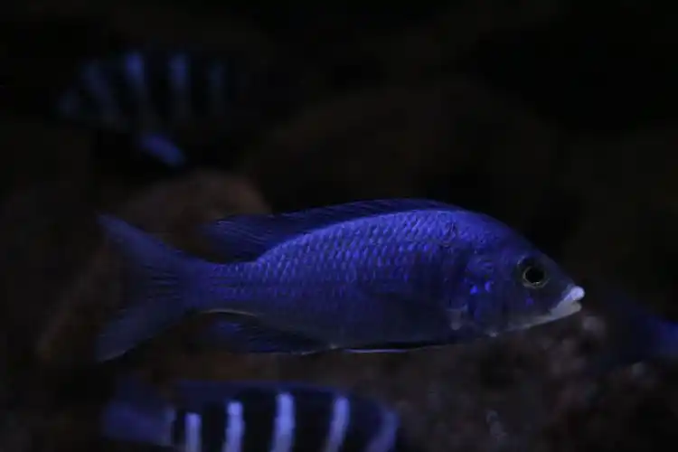蓝宝石鱼图片 观赏鱼图片