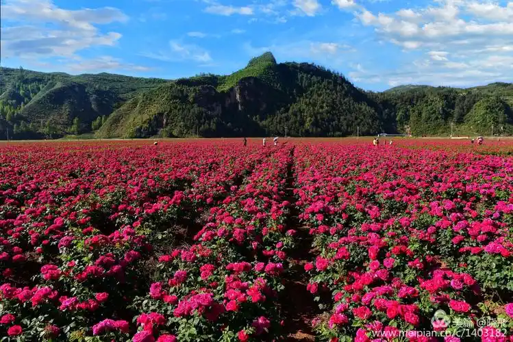 初夏 宝山镇海西玫瑰园已成花海