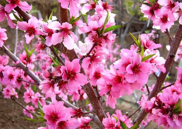 园林绿花苗木庭院观赏树种桃花苗盆栽粉色桃花树苗虎雀aa桃花苗9厘米