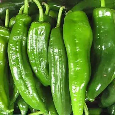 大青椒