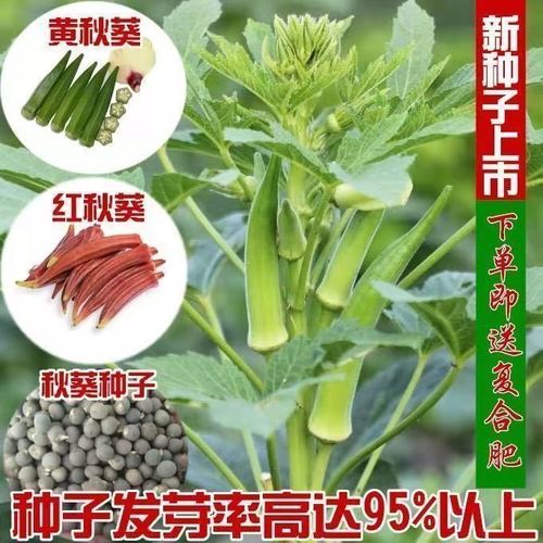 黄秋葵种子四季播阳台盆栽庭院都可以种植高产蔬菜种子农家红菜子